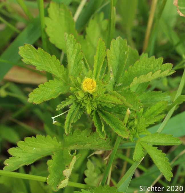 Norwegian Cinquefoil, Rough Cinquefoil: Potentilla norvegica (Synonyms: Fragaria norvegica, Potentilla monspeliensis, Potentilla norvegica ssp. hirsuta, Potentilla norvegica ssp. monspeliensis, Potentilla norvegica var. hirsuta, Potentilla norvegica var. labradorica)