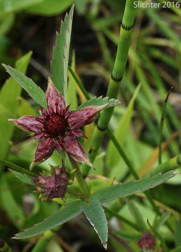 Marsh Cinquefoil, Purple Cinquefoil, Purple Marshlocks: Comarum palustre (Synonyms: Comarum palustris var. villosum, Potentilla palustris, Potentilla palustris var. parvifolia, Potentilla palustris var. villosa, Potentilla palustris var. villosum)