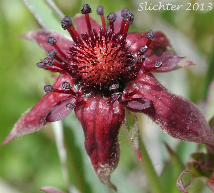 Marsh Cinquefoil, Purple Cinquefoil, Purple Marshlocks: Comarum palustre (Synonyms: Comarum palustris var. villosum, Potentilla palustris, Potentilla palustris var. parvifolia, Potentilla palustris var. villosa, Potentilla palustris var. villosum)