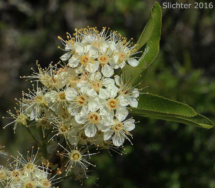 Bittercherry, Bitter Cherry, Shrubby Bitter Cherry: Prunus emarginata (Synonym: Cerasus erecta, Cerasus mollis, Cerasus prunifolia, Prunus emarginata var. crenulata, Prunus emarginata var. emarginata, Prunus emarginata var. mollis)