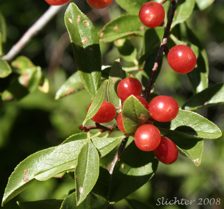 Fruit of Bittercherry, Bitter Cherry, Shrubby Bitter Cherry: Prunus emarginata (Synonym: Cerasus erecta, Cerasus mollis, Cerasus prunifolia, Prunus emarginata var. crenulata, Prunus emarginata var. emarginata, Prunus emarginata var. mollis)