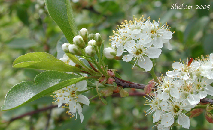Bittercherry, Bitter Cherry, Shrubby Bitter Cherry: Prunus emarginata (Synonym: Cerasus erecta, Cerasus mollis, Cerasus prunifolia, Prunus emarginata var. crenulata, Prunus emarginata var. emarginata, Prunus emarginata var. mollis)