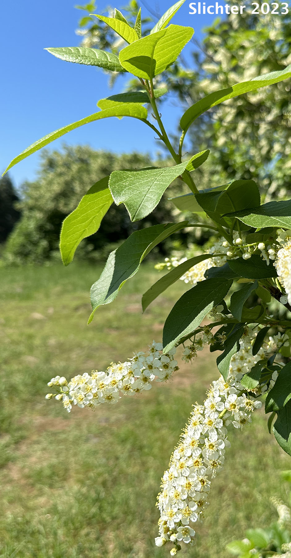 Chokecherry, Common Chokecherry, Western Chokecherry, White Chokecherry: Prunus virginiana (Synonyms: Cerasus demissa, Cerasus demissa var. melanocarpa, Padus demissa, Padus melanocarpa, Padus virginiana ssp. melanocarpa, Padus virginiana var. demissa, Prunus demissa, Prunus demissaleiodisca, Prunus demissatrichodisca, Prunus demissa var. melanocarpa, Prunus demissa var. nuttallii, Prunus melanocarpa, Prunus pinetorum, Prunus virginiana ssp. demissa, Prunus virginiana ssp. melanocarpa, Prunus virginiana var. demissa, Prunus virginiana var. melanocarpa)