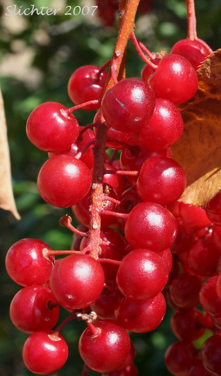 Berries of Chokecherry, Common Chokecherry, Western Chokecherry, White Chokecherry: Prunus virginiana (Synonyms: Cerasus demissa, Cerasus demissa var. melanocarpa, Padus demissa, Padus melanocarpa, Padus virginiana ssp. melanocarpa, Padus virginiana var. demissa, Prunus demissa, Prunus demissaleiodisca, Prunus demissatrichodisca, Prunus demissa var. melanocarpa, Prunus demissa var. nuttallii, Prunus melanocarpa, Prunus pinetorum, Prunus virginiana ssp. demissa, Prunus virginiana ssp. melanocarpa, Prunus virginiana var. demissa, Prunus virginiana var. melanocarpa)
