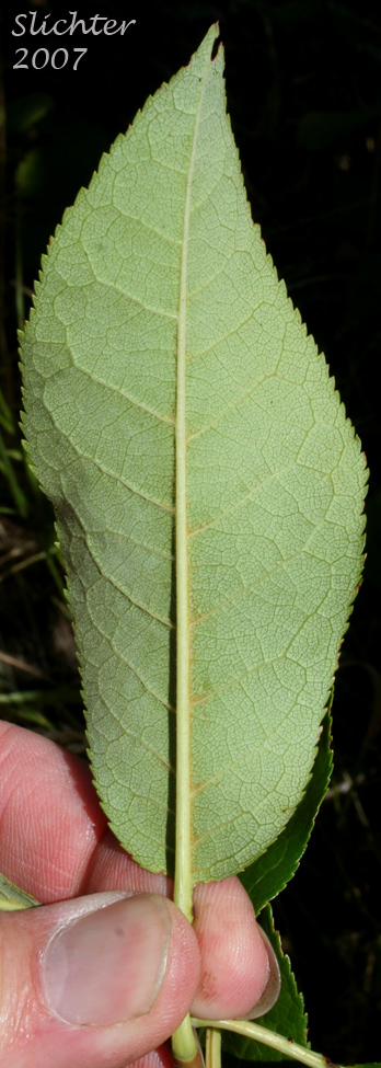 Underside of a leaf of Chokecherry, Common Chokecherry, Western Chokecherry, White Chokecherry: Prunus virginiana (Synonyms: Cerasus demissa, Cerasus demissa var. melanocarpa, Padus demissa, Padus melanocarpa, Padus virginiana ssp. melanocarpa, Padus virginiana var. demissa, Prunus demissa, Prunus demissaleiodisca, Prunus demissatrichodisca, Prunus demissa var. melanocarpa, Prunus demissa var. nuttallii, Prunus melanocarpa, Prunus pinetorum, Prunus virginiana ssp. demissa, Prunus virginiana ssp. melanocarpa, Prunus virginiana var. demissa, Prunus virginiana var. melanocarpa)