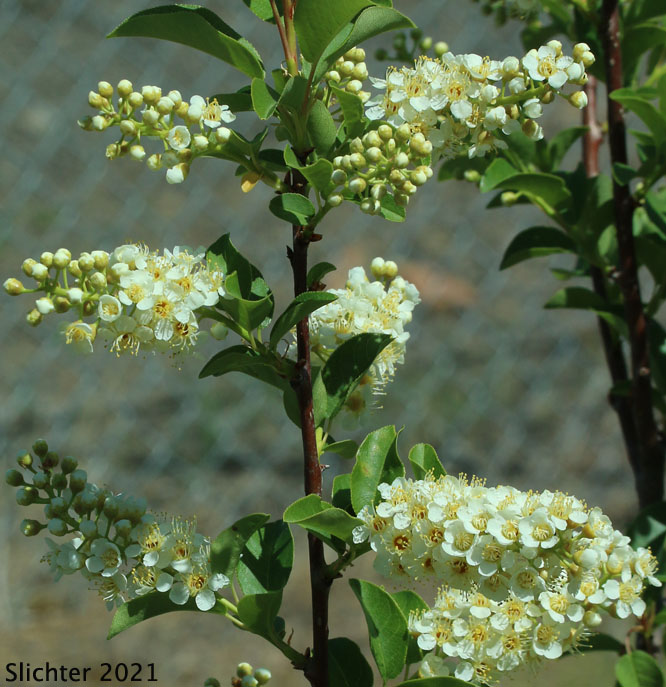 Chokecherry, Common Chokecherry, Western Chokecherry, White Chokecherry: Prunus virginiana (Synonyms: Cerasus demissa, Cerasus demissa var. melanocarpa, Padus demissa, Padus melanocarpa, Padus virginiana ssp. melanocarpa, Padus virginiana var. demissa, Prunus demissa, Prunus demissaleiodisca, Prunus demissatrichodisca, Prunus demissa var. melanocarpa, Prunus demissa var. nuttallii, Prunus melanocarpa, Prunus pinetorum, Prunus virginiana ssp. demissa, Prunus virginiana ssp. melanocarpa, Prunus virginiana var. demissa, Prunus virginiana var. melanocarpa)