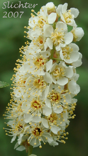 Inflorescence of Chokecherry, Common Chokecherry, Western Chokecherry, White Chokecherry: Prunus virginiana (Synonyms: Cerasus demissa, Cerasus demissa var. melanocarpa, Padus demissa, Padus melanocarpa, Padus virginiana ssp. melanocarpa, Padus virginiana var. demissa, Prunus demissa, Prunus demissaleiodisca, Prunus demissatrichodisca, Prunus demissa var. melanocarpa, Prunus demissa var. nuttallii, Prunus melanocarpa, Prunus pinetorum, Prunus virginiana ssp. demissa, Prunus virginiana ssp. melanocarpa, Prunus virginiana var. demissa, Prunus virginiana var. melanocarpa)
