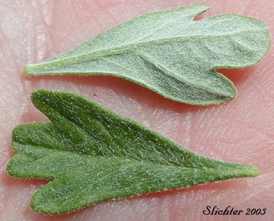 Upper and lower leaf surfaces of Antelope Bitterbrush, Antelope Brush, Antelope-brush, Bitterbrush: Purshia tridentata (Synonyms: Kunzia tridentate, Purshia tridentata var. tridentata, Tigarea tridentate)