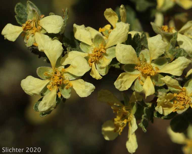 Antelope Bitterbrush, Antelope Brush, Antelope-brush, Bitterbrush: Purshia tridentata (Synonyms: Kunzia tridentate, Purshia tridentata var. tridentata, Tigarea tridentate)