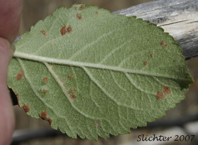 Lower leaf surface of Domestic Apple, Cultivated Apple: Malus xdomestica (Synonyms: Malus pumila, Malus sylvestris, Pyrus malus)