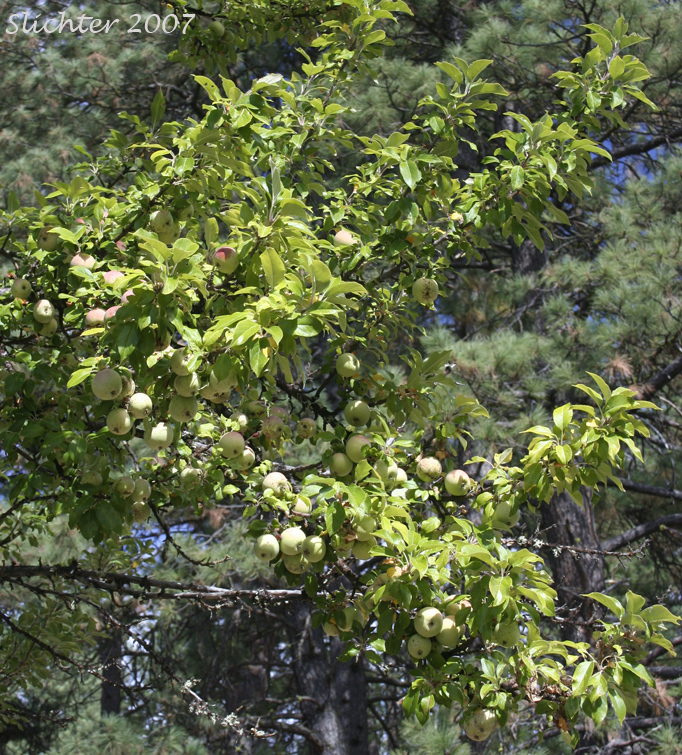 Domestic Apple, Cultivated Apple: Malus xdomestica (Synonyms: Malus pumila, Malus sylvestris, Pyrus malus)