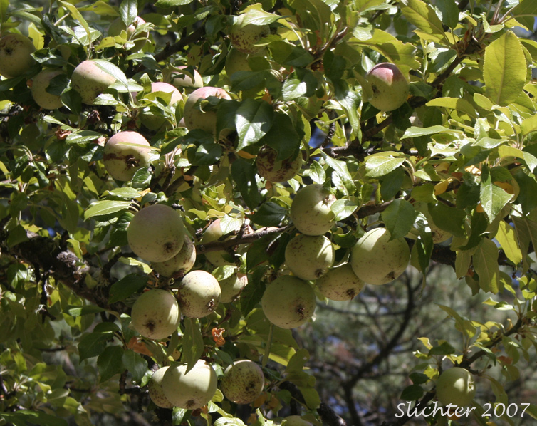 Fruits of Domestic Apple, Cultivated Apple: Malus xdomestica (Synonyms: Malus pumila, Malus sylvestris, Pyrus malus)