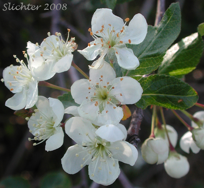 Inflorescence of Western Crabapple, Oregon Crabapple: Malus fusca (Synonyms: Malus fusca var. fusca, Malus fusca var. levipes, Pyrus diversifolia, Pyrus fusca, Pyrus rivularis)