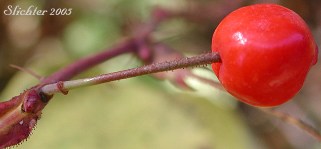 Rose hip of Baldhip Rose, Dwarf Rose, Little Wild Rose: Rosa gymnocarpa (Synonyms: Rosa dasypoda, Rosa gymnocarpa var. gymnocarpa, Rosa helleri, Rosa leucopsis, Rosa prionota)