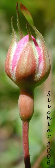 Flower bud of Baldhip Rose, Dwarf Rose, Little Wild Rose: Rosa gymnocarpa (Synonyms: Rosa dasypoda, Rosa gymnocarpa var. gymnocarpa, Rosa helleri, Rosa leucopsis, Rosa prionota)