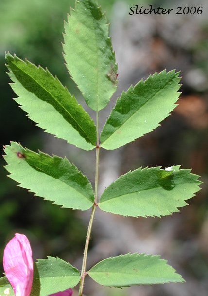 Pinnately compound leaf of Baldhip Rose, Dwarf Rose, Little Wild Rose: Rosa gymnocarpa (Synonyms: Rosa dasypoda, Rosa gymnocarpa var. gymnocarpa, Rosa helleri, Rosa leucopsis, Rosa prionota)