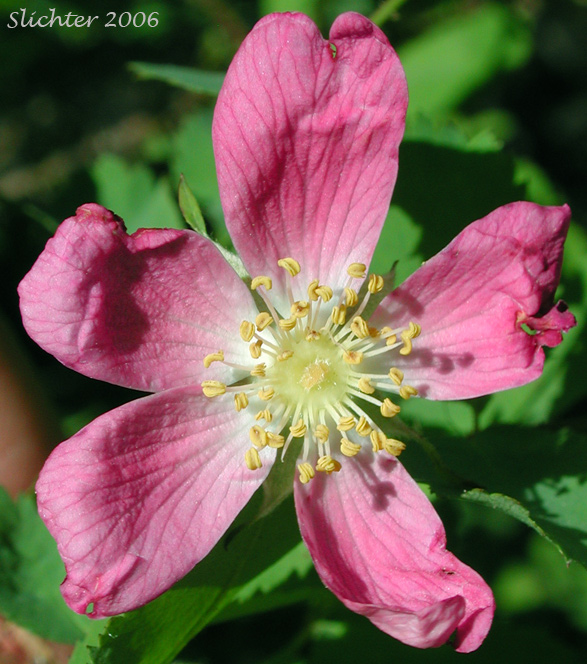 Flower of Baldhip Rose, Dwarf Rose, Little Wild Rose: Rosa gymnocarpa (Synonyms: Rosa dasypoda, Rosa gymnocarpa var. gymnocarpa, Rosa helleri, Rosa leucopsis, Rosa prionota)