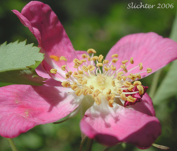 Flower of Baldhip Rose, Dwarf Rose, Little Wild Rose: Rosa gymnocarpa (Synonyms: Rosa dasypoda, Rosa gymnocarpa var. gymnocarpa, Rosa helleri, Rosa leucopsis, Rosa prionota)