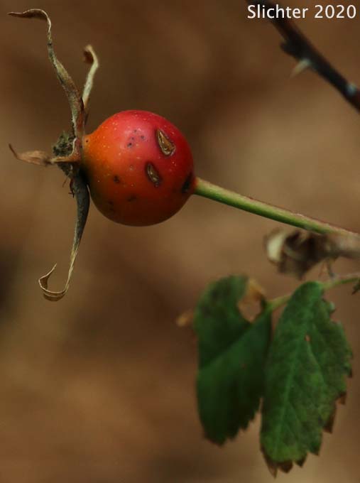 Fruit of Bristly Nootka Rose, Nootka Rose: Rosa nutkana ssp. macdougalii (Synonyms: Rosa anatonensis, Rosa caeruleomontana, Rosa columbiana, Rosa jonesii, Rosa macdougalii, Rosa megalantha, Rosa nutkana var. alta, Rosa nutkana var. hispida, Rosa nutkana var. macdougalii, Rosa nutkana var. pallida, Rosa rainierensis, Rosa spaldingii, Rosa spaldingii var. alta, Rosa spaldingii var. chelanensis, Rosa spaldingii var. hispida, Rosa spaldingii var. parkeri)