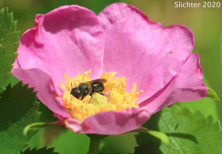 Bristly Nootka Rose, Nootka Rose: Rosa nutkana ssp. macdougalii (Synonyms: Rosa anatonensis, Rosa caeruleomontana, Rosa columbiana, Rosa jonesii, Rosa macdougalii, Rosa megalantha, Rosa nutkana var. alta, Rosa nutkana var. hispida, Rosa nutkana var. macdougalii, Rosa nutkana var. pallida, Rosa rainierensis, Rosa spaldingii, Rosa spaldingii var. alta, Rosa spaldingii var. chelanensis, Rosa spaldingii var. hispida, Rosa spaldingii var. parkeri)