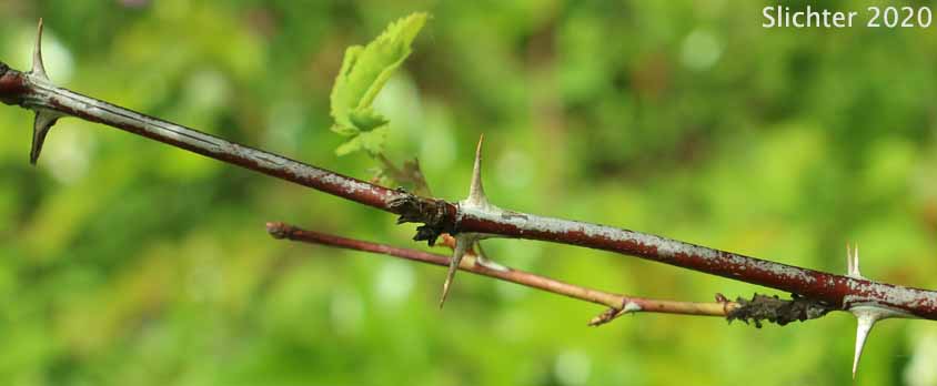 Bristly Nootka Rose, Nootka Rose: Rosa nutkana ssp. macdougalii (Synonyms: Rosa anatonensis, Rosa caeruleomontana, Rosa columbiana, Rosa jonesii, Rosa macdougalii, Rosa megalantha, Rosa nutkana var. alta, Rosa nutkana var. hispida, Rosa nutkana var. macdougalii, Rosa nutkana var. pallida, Rosa rainierensis, Rosa spaldingii, Rosa spaldingii var. alta, Rosa spaldingii var. chelanensis, Rosa spaldingii var. hispida, Rosa spaldingii var. parkeri)