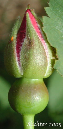 Bristly Nootka Rose, Nootka Rose: Rosa nutkana ssp. macdougalii (Synonyms: Rosa anatonensis, Rosa caeruleomontana, Rosa columbiana, Rosa jonesii, Rosa macdougalii, Rosa megalantha, Rosa nutkana var. alta, Rosa nutkana var. hispida, Rosa nutkana var. macdougalii, Rosa nutkana var. pallida, Rosa rainierensis, Rosa spaldingii, Rosa spaldingii var. alta, Rosa spaldingii var. chelanensis, Rosa spaldingii var. hispida, Rosa spaldingii var. parkeri)