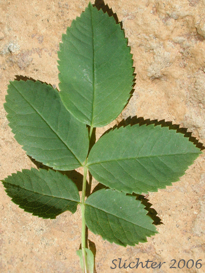 Pinnately compound leaf of Bristly Nootka Rose, Nootka Rose: Rosa nutkana ssp. macdougalii (Synonyms: Rosa anatonensis, Rosa caeruleomontana, Rosa columbiana, Rosa jonesii, Rosa macdougalii, Rosa megalantha, Rosa nutkana var. alta, Rosa nutkana var. hispida, Rosa nutkana var. macdougalii, Rosa nutkana var. pallida, Rosa rainierensis, Rosa spaldingii, Rosa spaldingii var. alta, Rosa spaldingii var. chelanensis, Rosa spaldingii var. hispida, Rosa spaldingii var. parkeri)