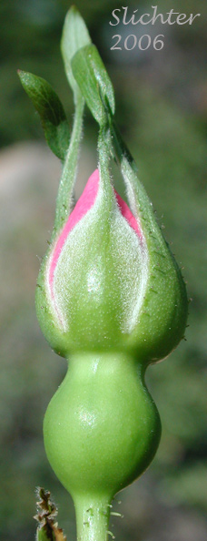 Flower bud of Bristly Nootka Rose, Nootka Rose: Rosa nutkana ssp. macdougalii (Synonyms: Rosa anatonensis, Rosa caeruleomontana, Rosa columbiana, Rosa jonesii, Rosa macdougalii, Rosa megalantha, Rosa nutkana var. alta, Rosa nutkana var. hispida, Rosa nutkana var. macdougalii, Rosa nutkana var. pallida, Rosa rainierensis, Rosa spaldingii, Rosa spaldingii var. alta, Rosa spaldingii var. chelanensis, Rosa spaldingii var. hispida, Rosa spaldingii var. parkeri)