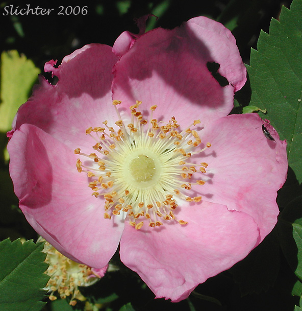 Flower of Bristly Nootka Rose, Nootka Rose: Rosa nutkana ssp. macdougalii (Synonyms: Rosa anatonensis, Rosa caeruleomontana, Rosa columbiana, Rosa jonesii, Rosa macdougalii, Rosa megalantha, Rosa nutkana var. alta, Rosa nutkana var. hispida, Rosa nutkana var. macdougalii, Rosa nutkana var. pallida, Rosa rainierensis, Rosa spaldingii, Rosa spaldingii var. alta, Rosa spaldingii var. chelanensis, Rosa spaldingii var. hispida, Rosa spaldingii var. parkeri)