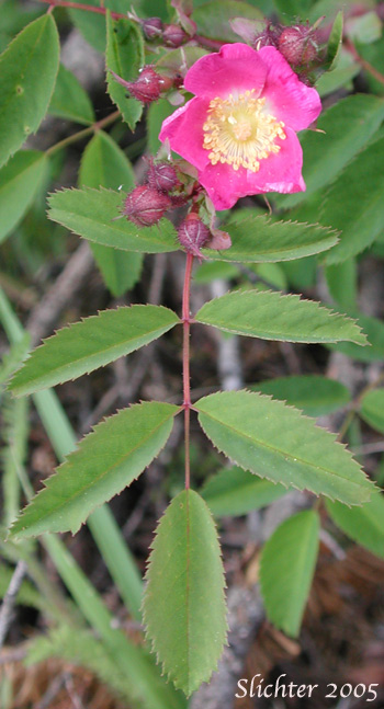 Clustered Rose, Clustered Wild Rose, Peafruit Rose: Rosa pisocarpa (Synonyms: Rosa pisocarpa var. rivalis, Rosa rivalis)