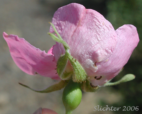 Flower of Pearhip Rose: Rosa woodsii (Synonyms: Rosa arizonica, Rosa arizonica var. granulifera, Rosa covillei, Rosa lapwaiensis, Rosa pecosensis, Rosa ultramontana, Rosa woodsii ssp. ultramontana, Rosa woodsii var. arizonica, Rosa woodsii var. granulifera, Rosa woodsii var. ultramontana, Rosa woodsii var. woodsii)