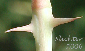 Thorns of Pearhip Rose, Wood's Rose: Rosa woodsii var. ultramontana (Synonyms: Rosa covillei, Rosa macounii, Rosa woodsii, Rosa woodsii ssp. ultramontana)