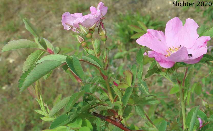 Pearhip Rose: Rosa woodsii (Synonyms: Rosa arizonica, Rosa arizonica var. granulifera, Rosa covillei, Rosa lapwaiensis, Rosa pecosensis, Rosa ultramontana, Rosa woodsii ssp. ultramontana, Rosa woodsii var. arizonica, Rosa woodsii var. granulifera, Rosa woodsii var. ultramontana, Rosa woodsii var. woodsii)