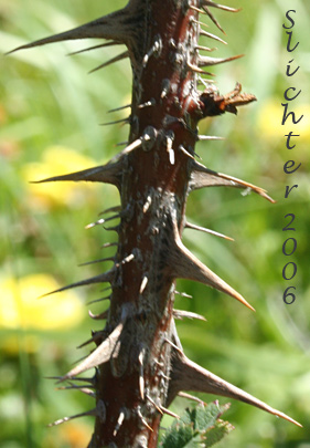 Prickly stem of Harison's Rose, Pioneer Rose: Rosa xharisonii