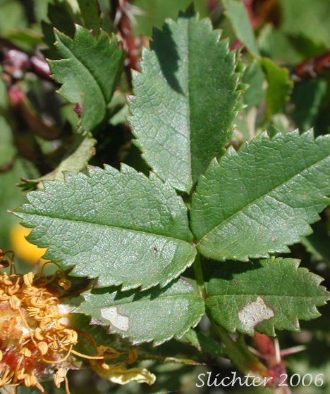 Pinnately compound leaf of Harison's Rose, Pioneer Rose: Rosa xharisonii