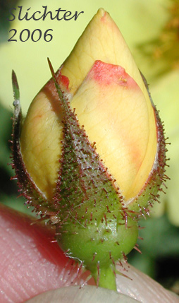 Flower bud of Harison's Rose, Pioneer Rose: Rosa xharisonii
