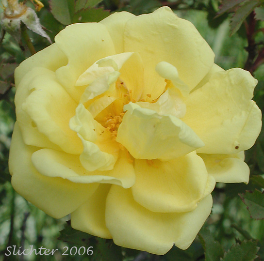 Flower of Harison's Rose, Pioneer Rose: Rosa xharisonii