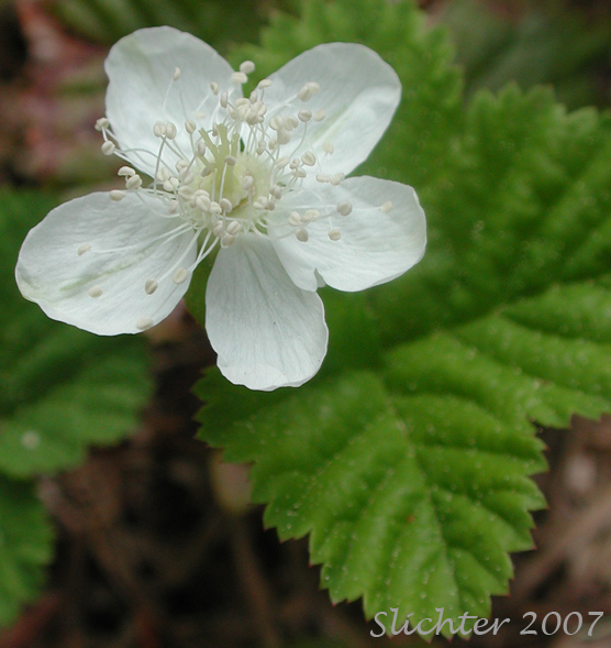Dwarf Bramble, Hairy-fruit Smooth Dewberry, Roughfruit Berry: Rubus lasiococcus (Synonym: Comarobatia lasiococca)