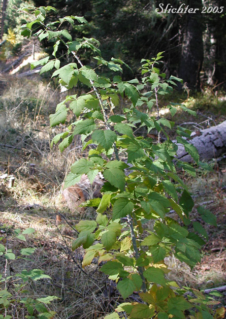 Black Raspberry, Blackcap, Blackcap Raspberry, Dark Raspberry, Whitebark Raspberry: Rubus leucodermis (Synonyms: Batidaea sandbergii, Melanobatus leucodermis, Rubus hesperius, Rubus leucodermis var. bernardinus, Rubus leucodermis var. trinitatis, Rubus occidentalis ssp. leucodermis)