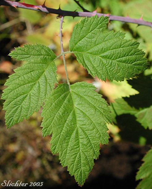 Leaf of Black Raspberry, Blackcap, Blackcap Raspberry, Dark Raspberry, Whitebark Raspberry: Rubus leucodermis (Synonyms: Batidaea sandbergii, Melanobatus leucodermis, Rubus hesperius, Rubus leucodermis var. bernardinus, Rubus leucodermis var. trinitatis, Rubus occidentalis ssp. leucodermis)