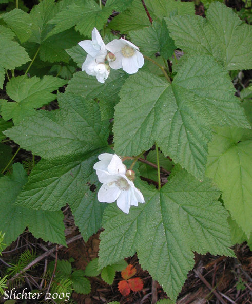 Flowers and leaves of Thimbleberry: Rubus parviflorus (Rubus nutkanus in Oregon) ((Synonyms: Bossekia parviflora, Rubacer parviflorum, Rubus nutkanus, Rubus nutkanus f. lacera, Rubus nutkanus var. nuttallii, Rubus nutkanus var. parviflorus, Rubus nutkanus var. scopulorum, Rubus parviflorus f. nuttallii, Rubus parviflorus var. bifarius, Rubus parviflorus var. fraserianus, Rubus parviflorus var. grandiflorus, Rubus parviflorus var. heteradenius, Rubus parviflorus var. hypomalacus, Rubus parviflorus var. parviflorus, Rubus parviflorus var. parvifolius, Rubus parviflorus var. scopulorum, Rubus parviflorus var. velutinus, Rubus velutinus))