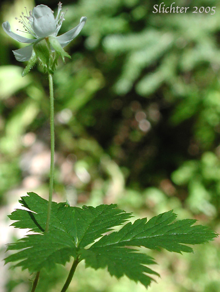 Five-leaf Bramble, Five-leaved Dwarf Bramble, Strawberry Bramble, Strawberry Dwarf Bramble, Strawberryleaf Raspberry: Rubus pedatus (Synonyms: Ametron pedatum, Comaropsis pedata, Dalibardia pedata, Psychrobatia pedata)
