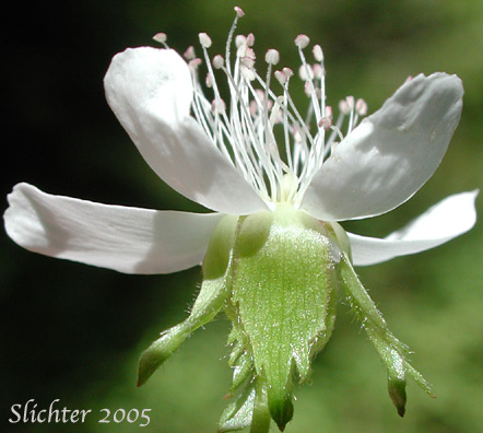 Flower of Five-leaf Bramble, Five-leaved Dwarf Bramble, Strawberry Bramble, Strawberry Dwarf Bramble, Strawberryleaf Raspberry: Rubus pedatus (Synonyms: Ametron pedatum, Comaropsis pedata, Dalibardia pedata, Psychrobatia pedata)