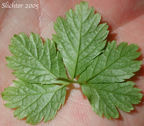 Underside of a leaf of Five-leaf Bramble, Five-leaved Dwarf Bramble, Strawberry Bramble, Strawberry Dwarf Bramble, Strawberryleaf Raspberry: Rubus pedatus (Synonyms: Ametron pedatum, Comaropsis pedata, Dalibardia pedata, Psychrobatia pedata)
