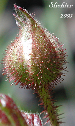 Flower bud of California Blackberry, Dewberry, Douglasberry, Pacific Blackberry, Trailing Blackberry: Rubus ursinus (Synonyms: Rubus eastwoodianus, Rubus helleri, Rubus macropetalus, Rubus ursinus ssp. macropetalus, Rubus ursinus var. eastwoodianus, Rubus ursinus var. macropetalus, Rubus vitisolius ssp. ursinus)