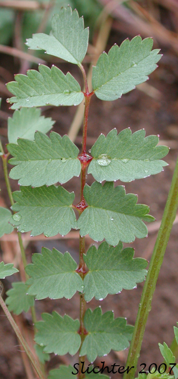 Pinnately compound leaf of Garden Burnet, Small Burnet: Poterium sanguisorba (Synonyms: Poterium balearicum, Poterium sanguisorba ssp. muricatum, Sanguisorba minor, Sanguisorba minor ssp. balearicum, Sanguisorba minor ssp. muricata)