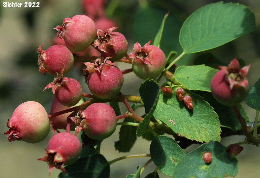 Fruits of Western Serviceberry, Saskatoon Serviceberry: Amelanchier alnifolia var. alnifolia (Synonym: Amelanchier florida)