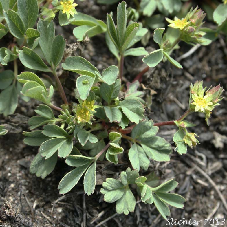 Creeping-glow-wort, Creeping Sibbaldia, Sibbaldia: Sibbaldia procumbens (Synonyms: Potentilla procumberns, Potentilla sibbaldii)