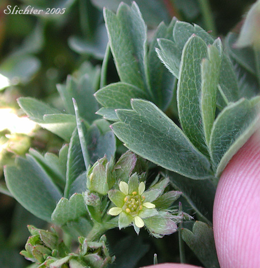 Creeping-glow-wort, Creeping Sibbaldia, Sibbaldia: Sibbaldia procumbens (Synonyms: Potentilla procumberns, Potentilla sibbaldii)