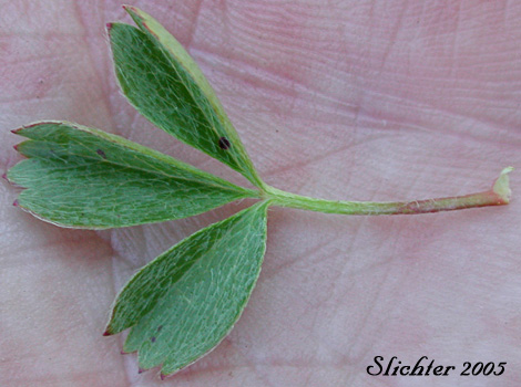Leaf of Creeping-glow-wort, Creeping Sibbaldia, Sibbaldia: Sibbaldia procumbens (Synonyms: Potentilla procumberns, Potentilla sibbaldii)